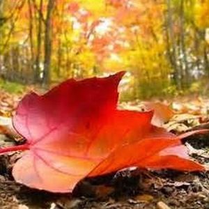 Meet your Posher, Cynthia